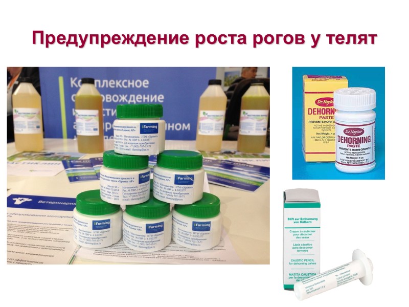 Предупреждение роста рогов у телят Предупреждение роста рогов у телят